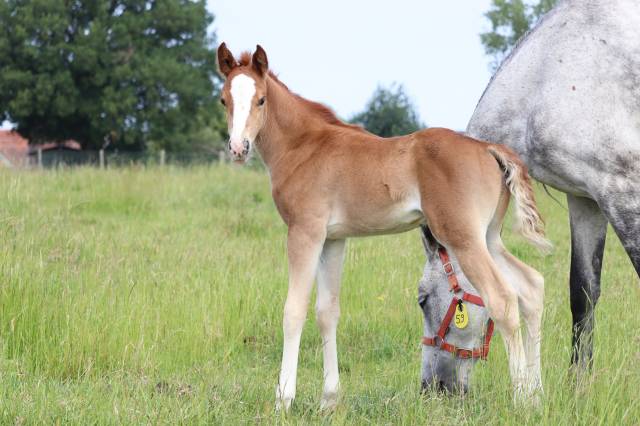 Potro PFS Poni Françés de Silla En venta 2025 Isabelo por King Kong star d'été