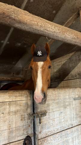 Caballo castrado Pura Sangre Americano En venta 2019 Alazán