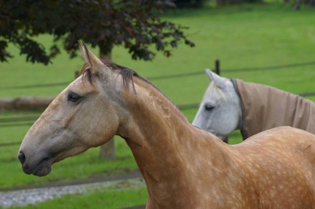 Yegua Lusitano En venta 2019 Isabelo por Campeador