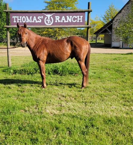 Caballo castrado Quarter Horse En venta 2021 Alazán por AR ROCK STAR (5711564)