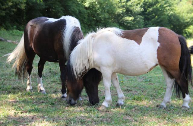 Potranca Shetland En venta 2024 Pío por HIP HIP HIP DES ISLES
