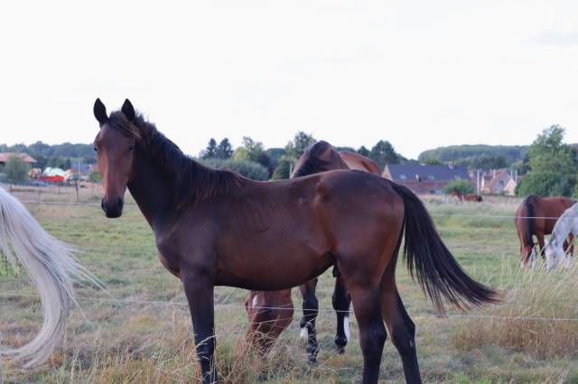 Potro BWP Caballo de Sangre Belga En venta 2024 Bayo por Forever d’Arco Ter Linden