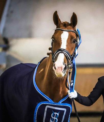 Caballo castrado Westfaliano En venta 2014 Alazán