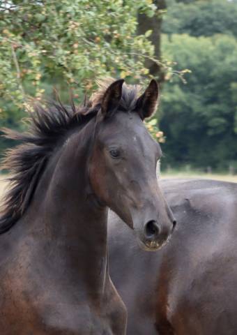 Potranca Arabo Frisón En venta 2025 Negro por Zabir Faa El Van De Oosterzanden