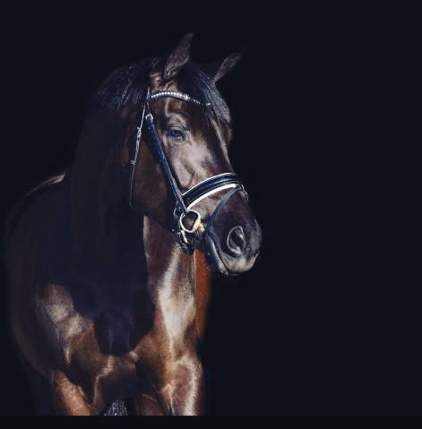 Yegua KWPN Caballo de Deporte Neerlandés En venta 2014 Otra capa por Eastwood s