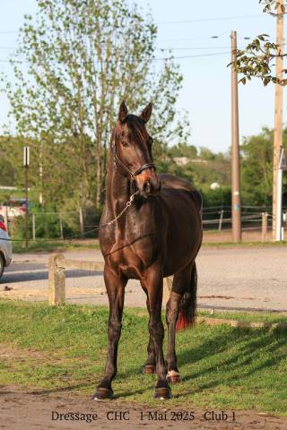 Caballo castrado Silla Francés En venta 2021 Bayo moreno