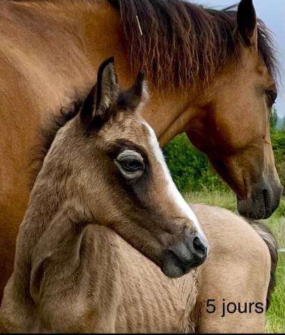 Potro Connemara En venta 2025 Tordo por Pady Mélody d'Auxence