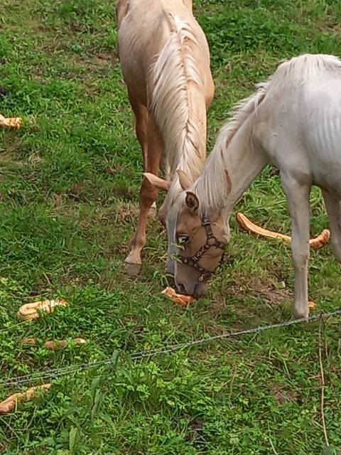 Potro Palomino En venta 2024 Pío