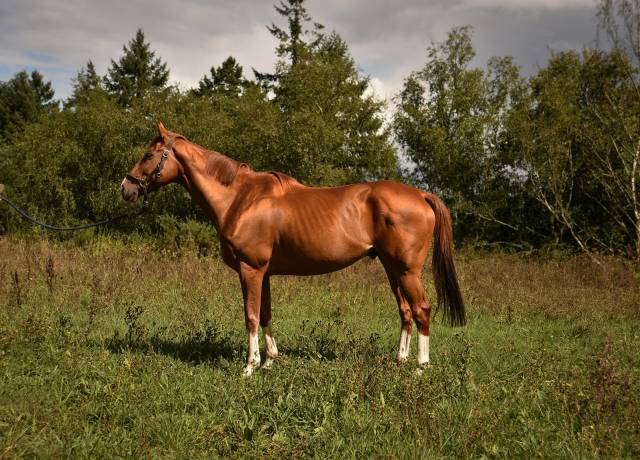 Caballo castrado Silla Francés En venta 2013 Alazán