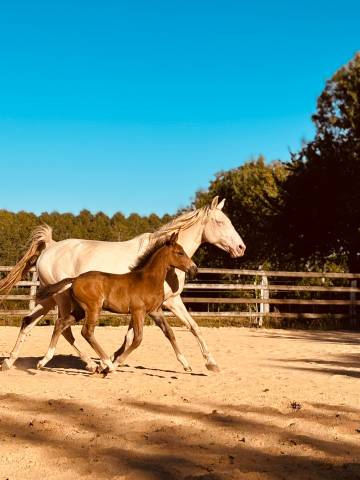 Semental PFS Poni Françés de Silla En venta 2025 Isabelo por L'ancelot du ménage