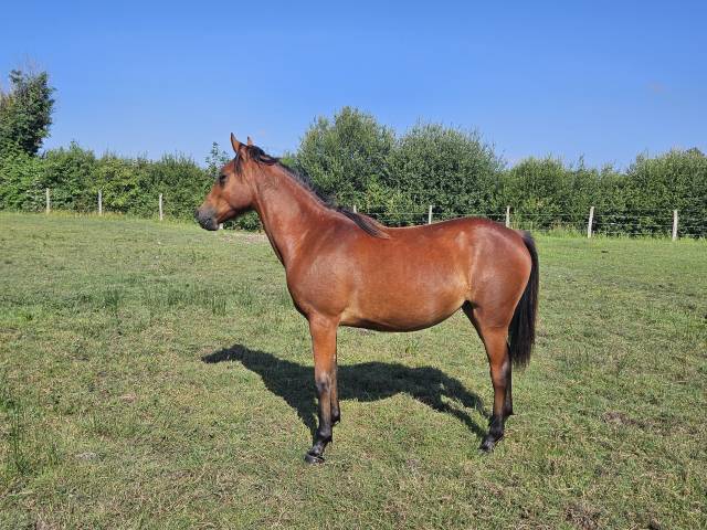 Yegua New Forest En venta 2024 Bayo por L'ancelot du ménage