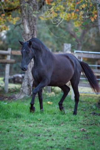 Yegua PRE Pura Raza Española En venta 2020 Negro por JUNCO XXII