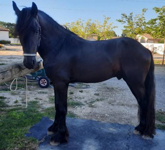 Caballo entero Frisón En venta 2019 Negro por Feico (nld) fri