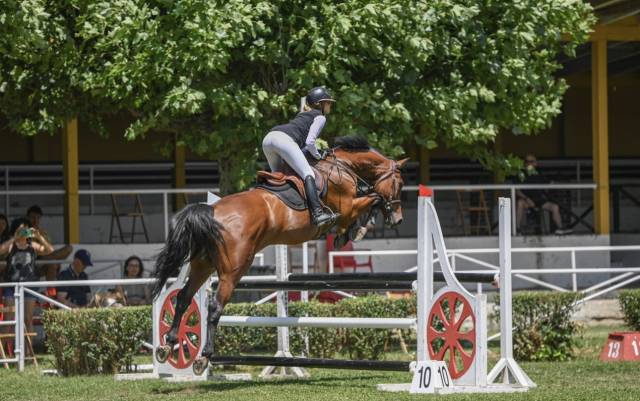 Caballo de salto 14 años 