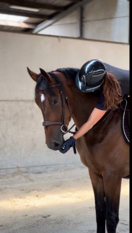 Caballo castrado Zangersheide En venta 2022 Bayo moreno