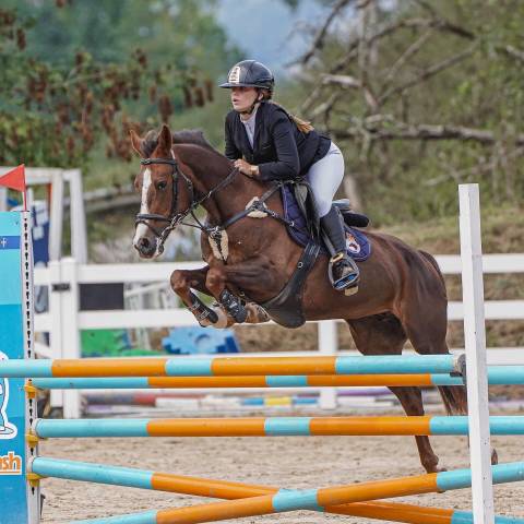 Yegua Otra Raza de Poni En venta 2013 Alazán