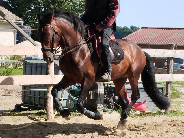 Caballo entero PRE Pura Raza Española En venta 2019 Bayo moreno por TH BUFON