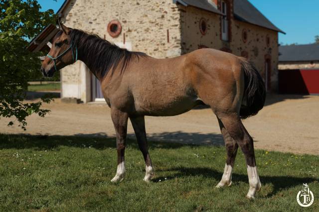 Caballo castrado Quarter Horse En venta 2023 Dun por MAGIC BLACK ANTINORI (Q5342446)