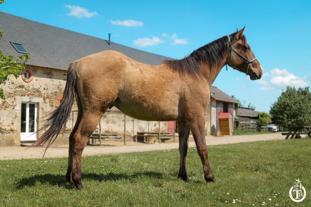 Caballo castrado Quarter Horse En venta 2023 Dun por PWS SAWNY STAR