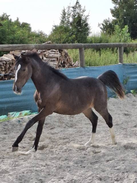 Caballo castrado PFS Poni Françés de Silla En venta 2024 Bayo moreno por Izar de la Fosse