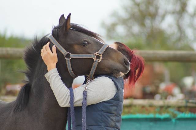 Caballo castrado PFS Poni Françés de Silla En venta 2024 Bayo moreno por Izar de la Fosse