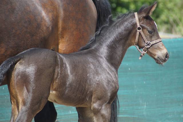 Potro Silla Francés En venta 2025 Bayo moreno por BE SURE