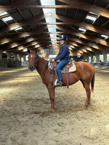 Yegua Quarter Horse En venta 2021 Alazán por AR ROCK STAR