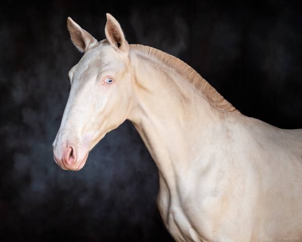 Potro Lusitano En venta 2024 Crema por Violino do retiro