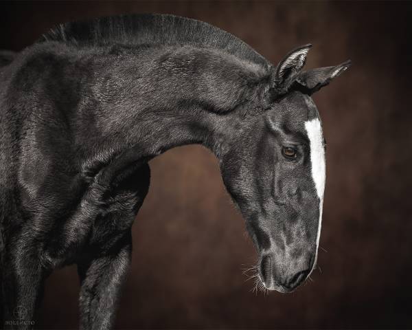 Potro Lusitano En venta 2024 Negro por Ouro JCL
