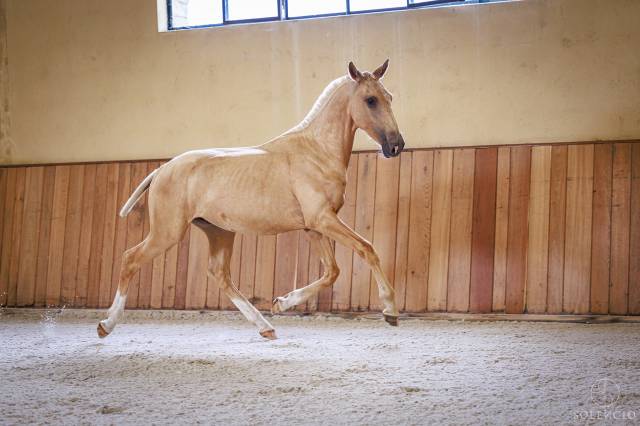 Potro Lusitano En venta 2023 Palomino por Ouro JCL