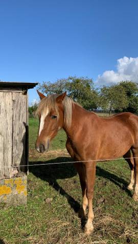 Yegua PFS Poni Françés de Silla En venta 2021 Pelo de vaca