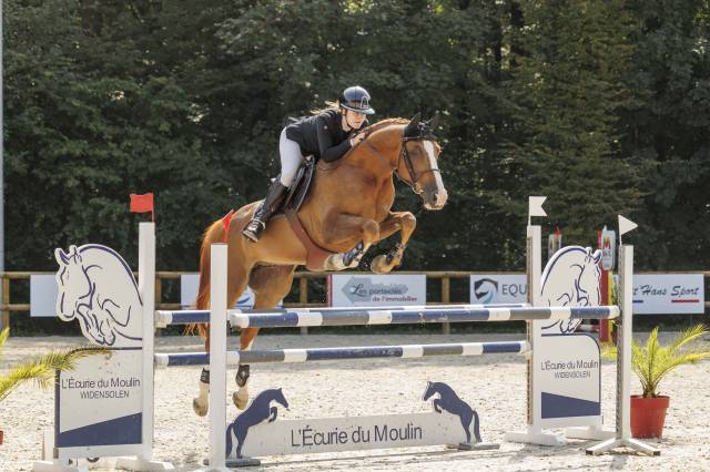 Caballo castrado Silla Francés En venta 2016 Alazán por QUIWI DREAM