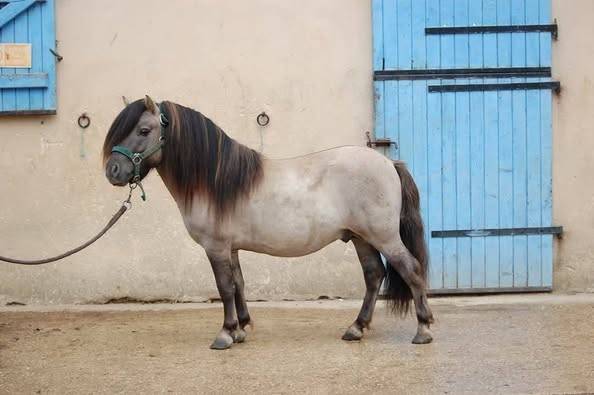 Semental Shetland En venta 2019 Ratón por Artaban des Cles