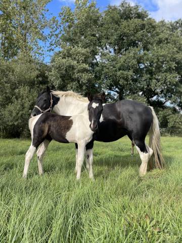 Potranca New Forest En venta 2025 Pío