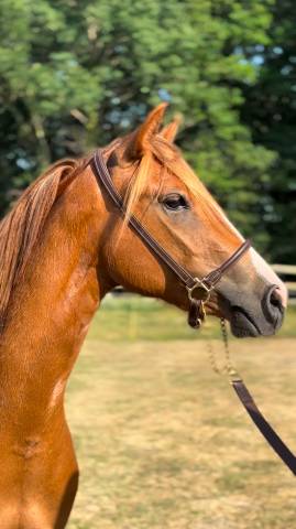 Yegua PFS Poni Françés de Silla En venta 2022 Alazán por Follow me fast