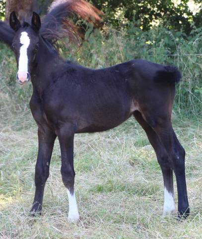Yegua Silla Francés En venta 2025 Bayo moreno
