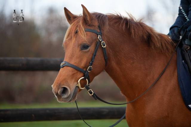 Yegua PRE Pura Raza Espa&ntilde;ola En venta 2022 Alaz&aacute;n por Tarzano GSA