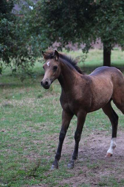 Potro PFS Poni Françés de Silla En venta 2025 Isabelo por Dream in Cream