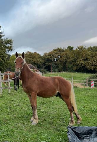 Caballo castrado Welsh Part Bred En venta 2024 Pelo de vaca por ti punch poupetiere