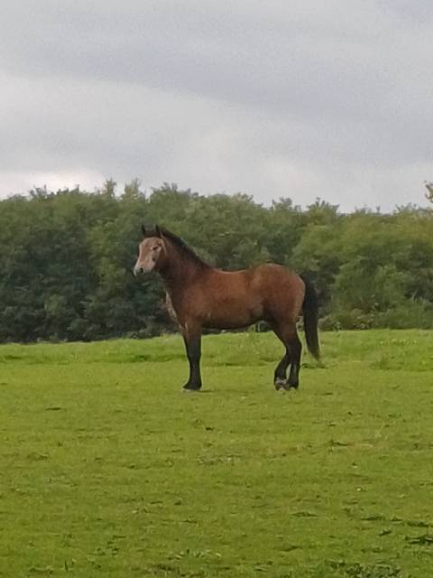 Caballo entero New Forest En venta 2023 Bayo por ROB ROY DU GARON