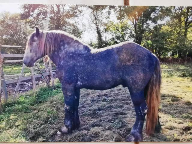 Semental Tiro En venta 2020 Tordo por Bibeur de la Fouée