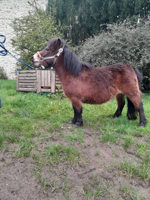 Potranca Shetland En venta 2021 Bayo por chocolat de l-etape pp