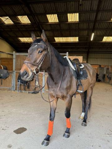 Caballo castrado Pura Sangre En venta 2018 Bayo moreno