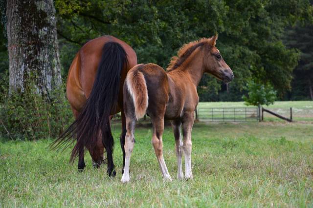 Potro New Forest En venta 2025 Alazán tostado por Birkilds Balboa