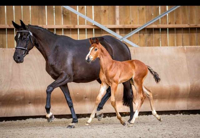 Yegua de ganadería Hannoveriano En venta 2014 Negro por SAN AMOUR