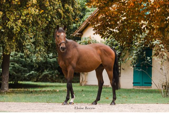 Caballo castrado Pura Sangre En venta 2022 Bayo