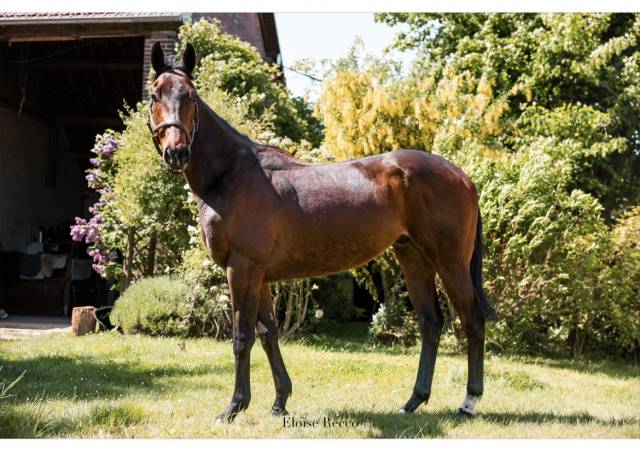 Caballo castrado Pura Sangre En venta 2018 Bayo