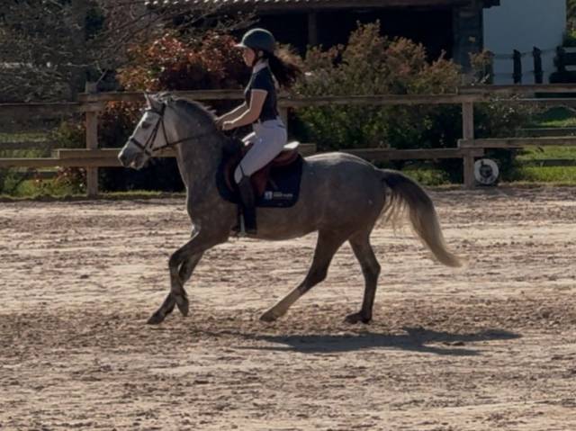 Yegua PFS Poni Françés de Silla En venta 2020 Tordo