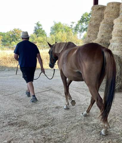 Yegua Silla Francés En venta 2020 Alazán