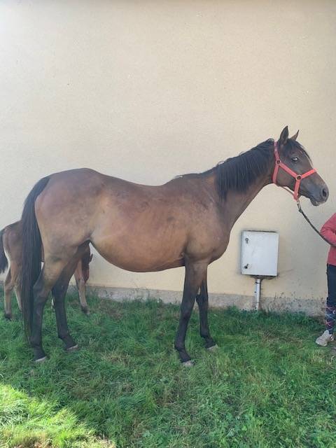 Yegua de ganadería Pura Sangre En venta 2011 Bayo por Spirit One